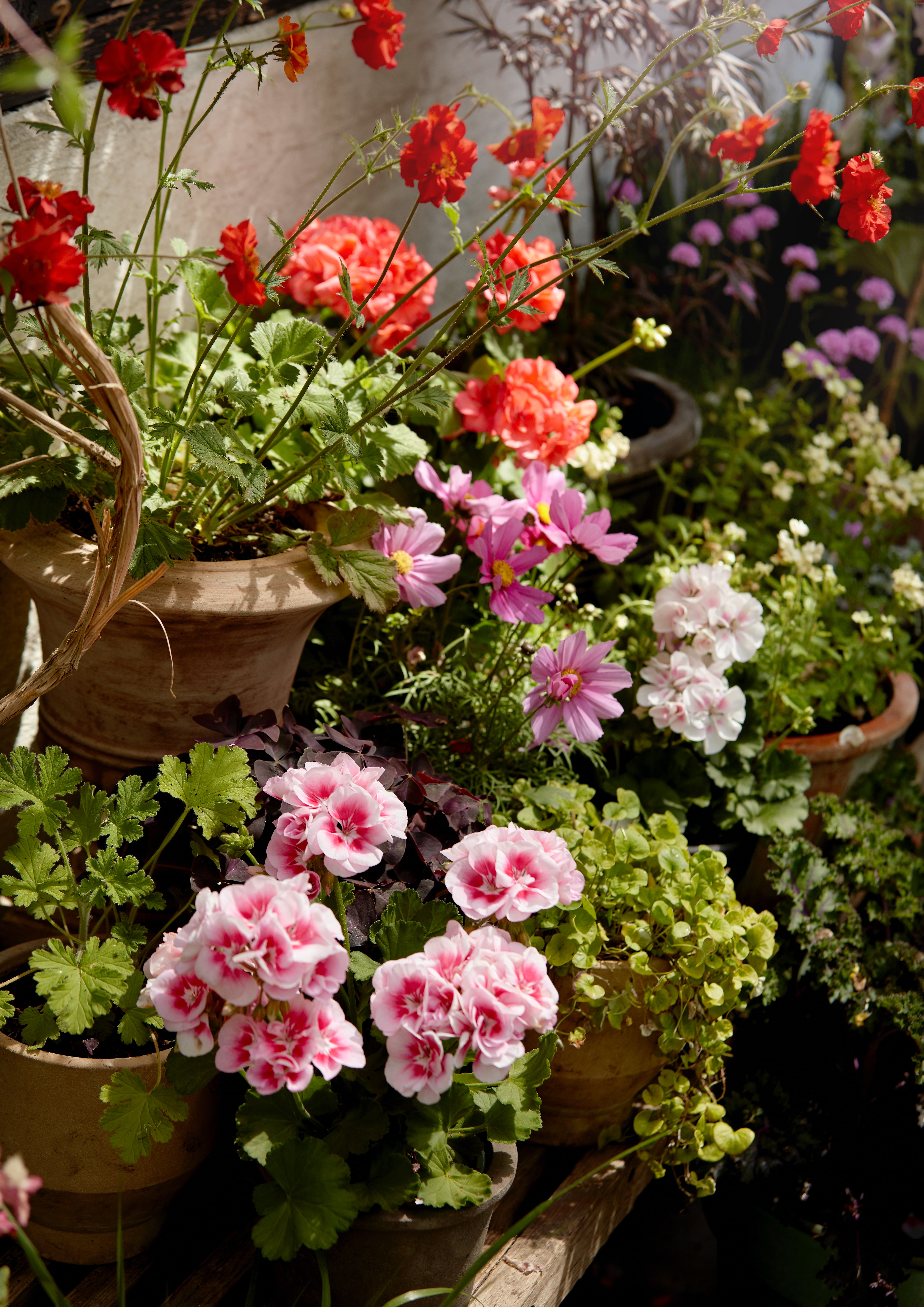 Picture of flower pots